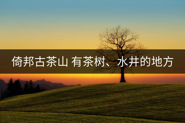 倚邦古茶山 有茶樹、水井的地方