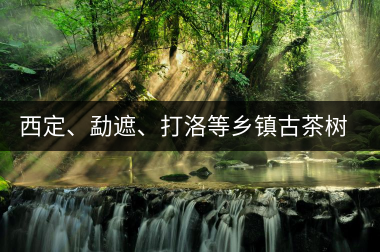 西定、勐遮、打洛等鄉(xiāng)鎮(zhèn)古茶樹(shù)資源