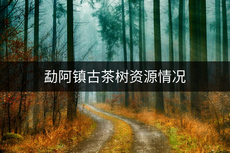 勐阿鎮(zhèn)古茶樹資源情況 勐阿鎮(zhèn)古茶樹資源情況