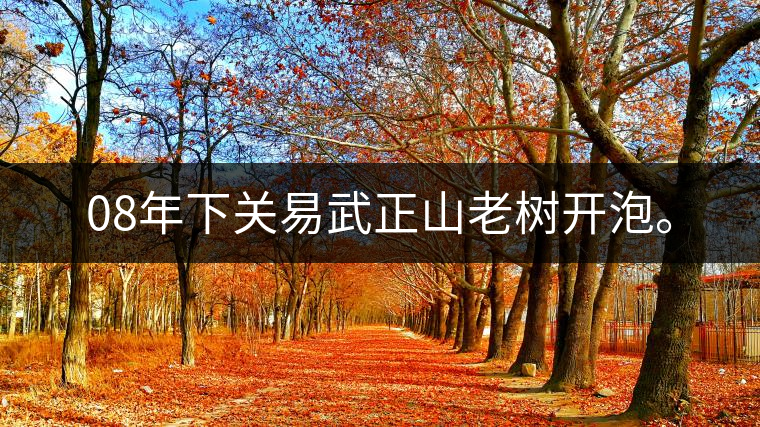 08年下關(guān)易武正山老樹開泡。