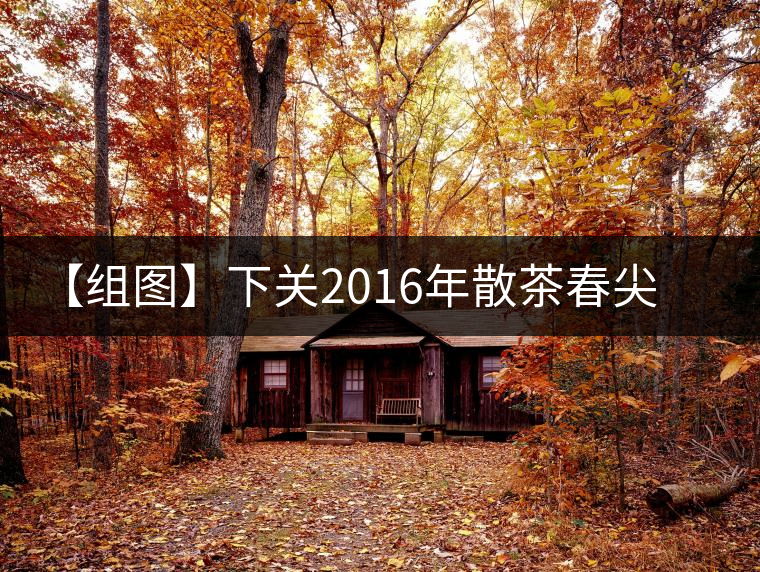 【組圖】下關(guān)2016年散茶春尖開(kāi)湯 【組圖】下關(guān)2016年散茶春尖開(kāi)湯