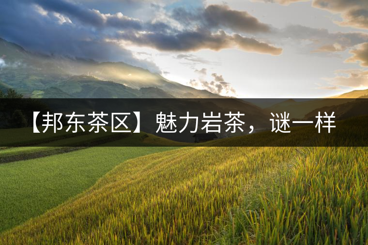 【邦東茶區(qū)】魅力巖茶，謎一樣的邦東！