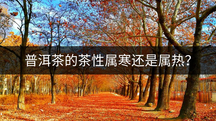 普洱茶的茶性屬寒還是屬熱？