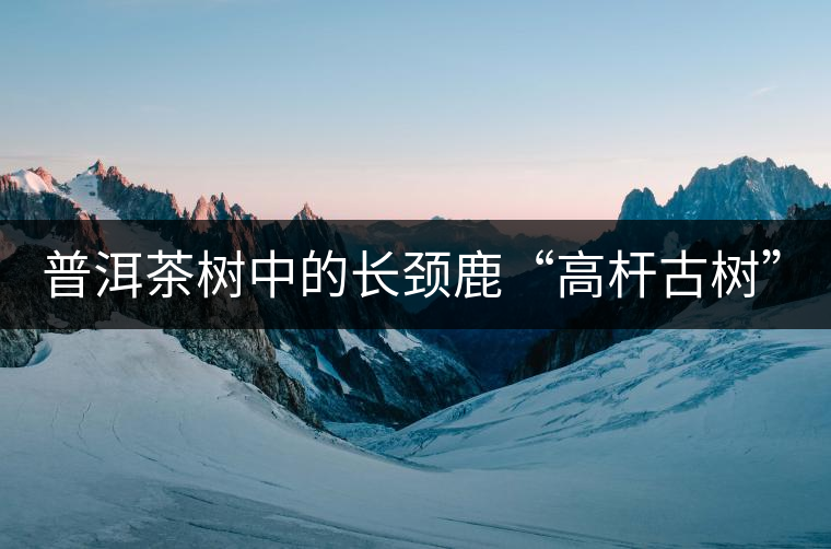 普洱茶樹中的長頸鹿“高桿古樹”！