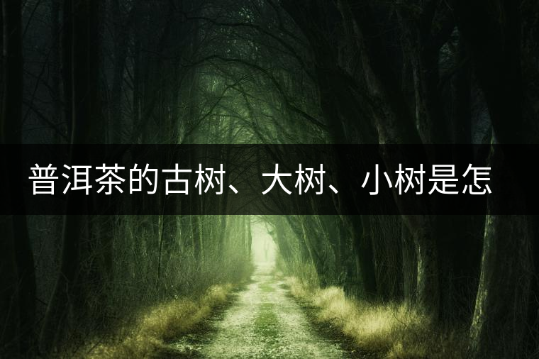 普洱茶的古樹、大樹、小樹是怎樣劃分的？