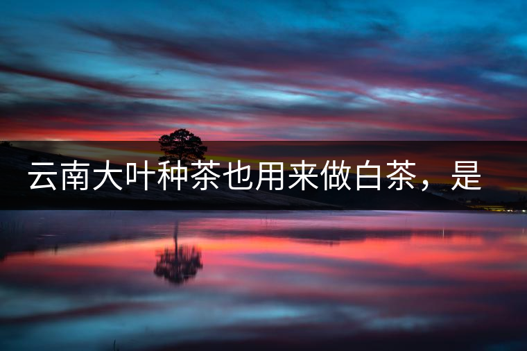 云南大葉種茶也用來做白茶，是真的好喝嗎？