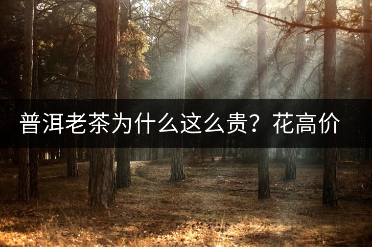 普洱老茶為什么這么貴？花高價(jià)買(mǎi)值嗎？