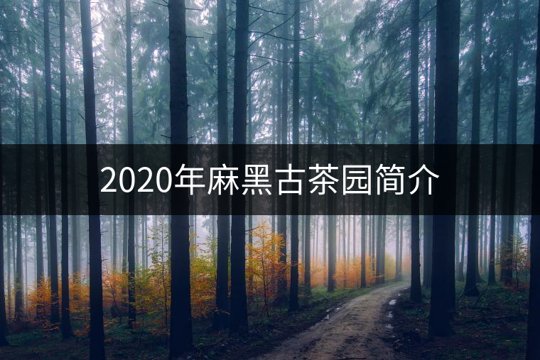 2020年麻黑古茶園簡介