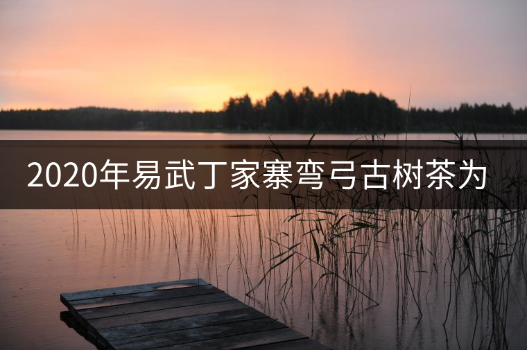 2020年易武丁家寨彎弓古樹茶為什么這么受追捧！