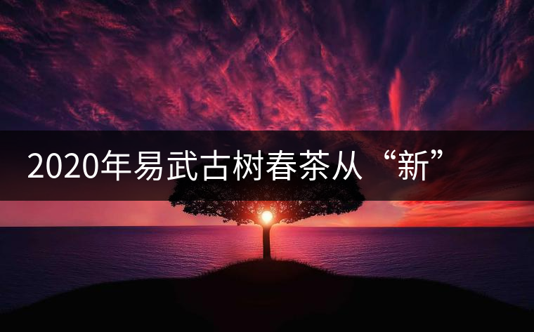 2020年易武古樹春茶從“新”到“老”，如何完成蛻變的？