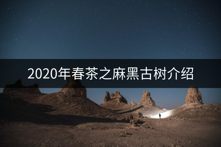 2020年春茶之麻黑古樹介紹 2020年春茶之麻黑古樹介紹