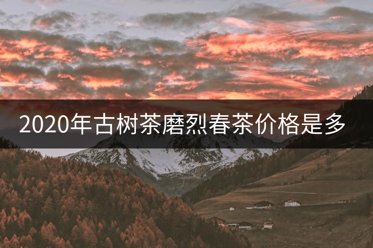 2020年古樹茶磨烈春茶價格是多少？