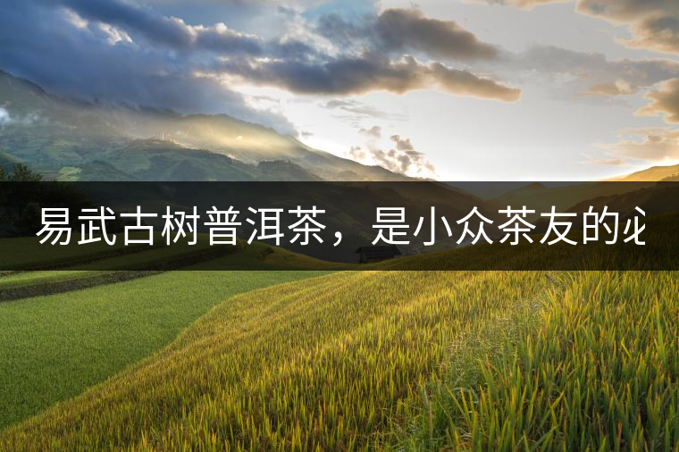 易武古樹普洱茶，是小眾茶友的必選？