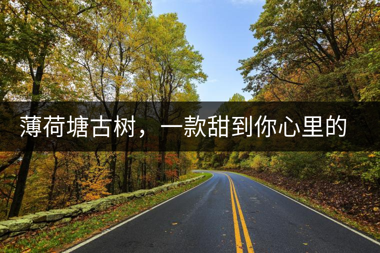 薄荷塘古樹，一款甜到你心里的普洱茶