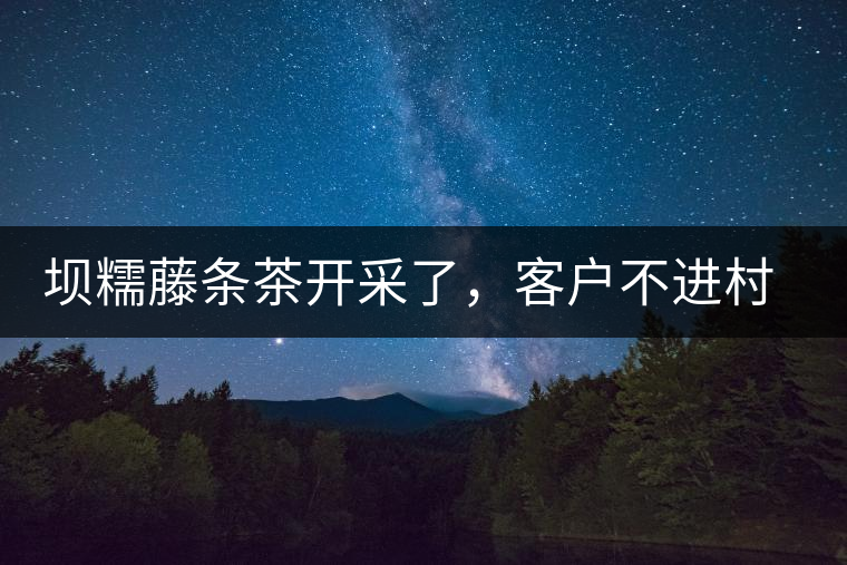 壩糯藤條茶開采了，客戶不進(jìn)村，村民怎么賣茶？