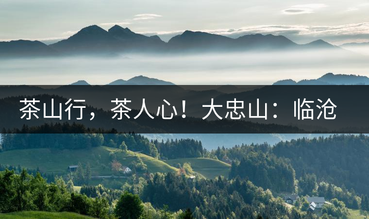 茶山行，茶人心！大忠山：臨滄之龍，雪山之熊