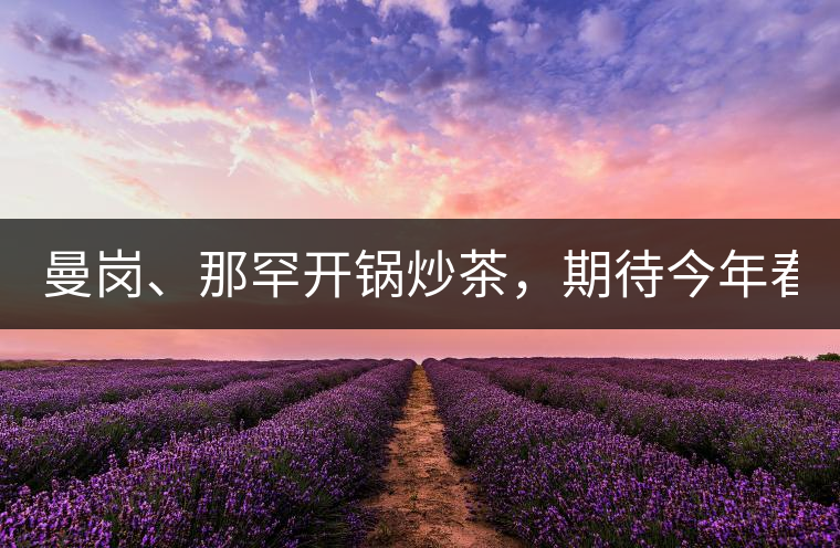 曼崗、那罕開鍋炒茶，期待今年春茶！