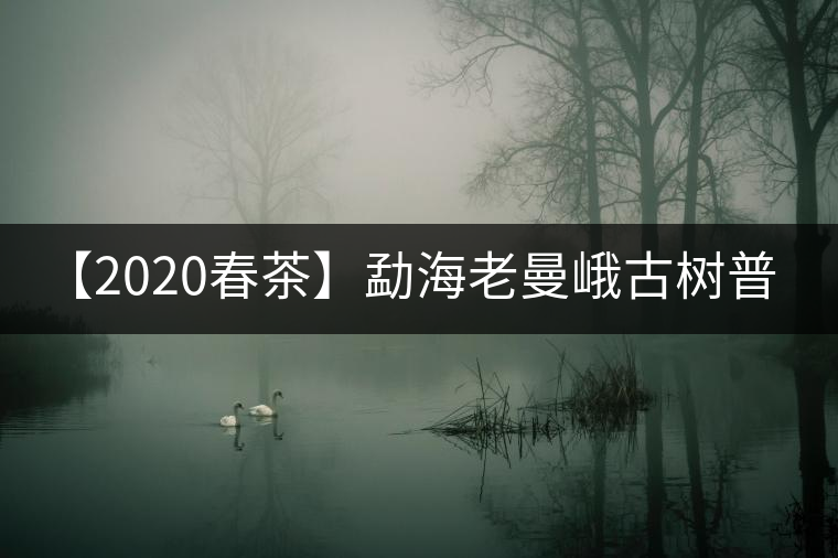 【2020春茶】勐海老曼峨古樹(shù)普洱茶生茶 200g生茶餅
