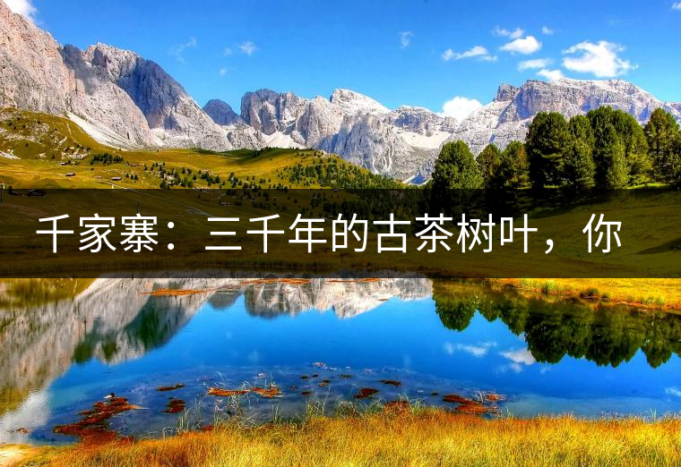 千家寨：三千年的古茶樹葉，你還有機會喝到嗎？