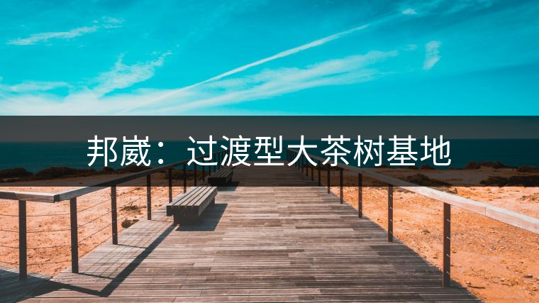 邦崴：過(guò)渡型大茶樹(shù)基地