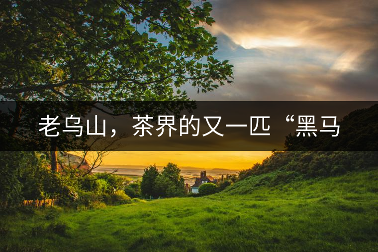 老烏山，茶界的又一匹“黑馬