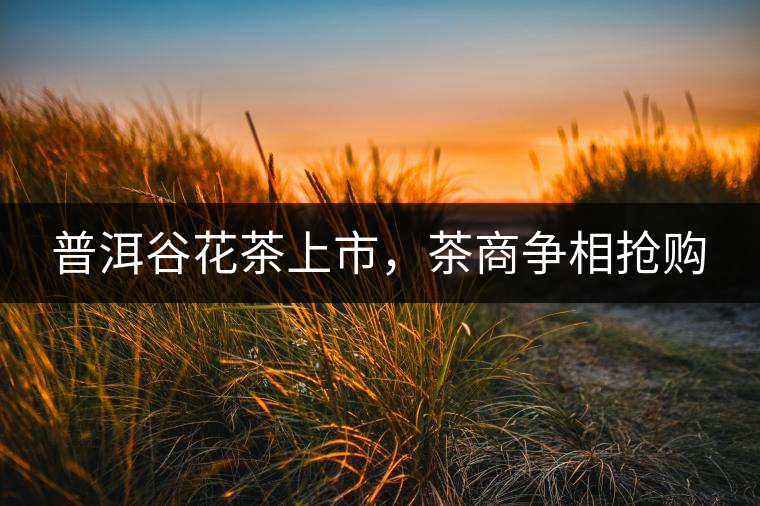普洱谷花茶上市，茶商爭相搶購