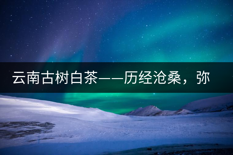 云南古樹白茶——歷經滄桑，彌足珍貴