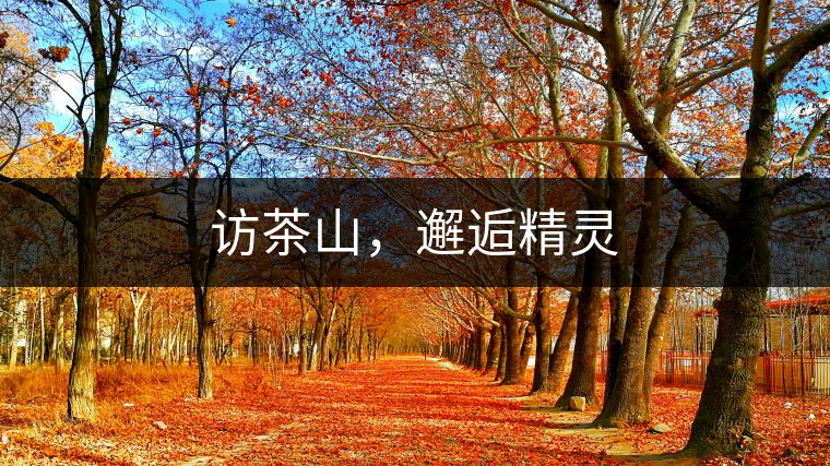 訪茶山，邂逅精靈