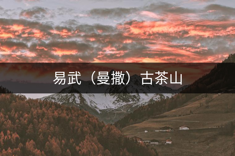 易武(曼撒)古茶山 易武(曼撒)古茶山