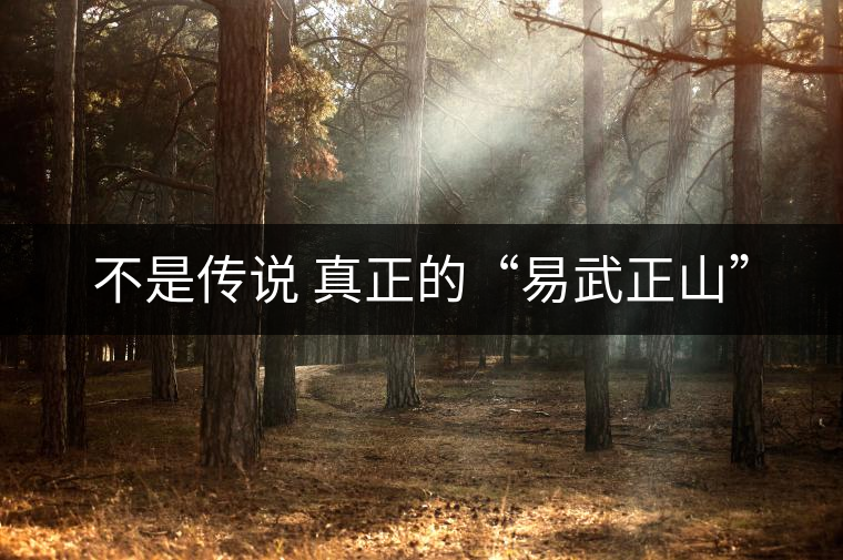 不是傳說 真正的“易武正山” 不是傳說 真正的“易武正山”