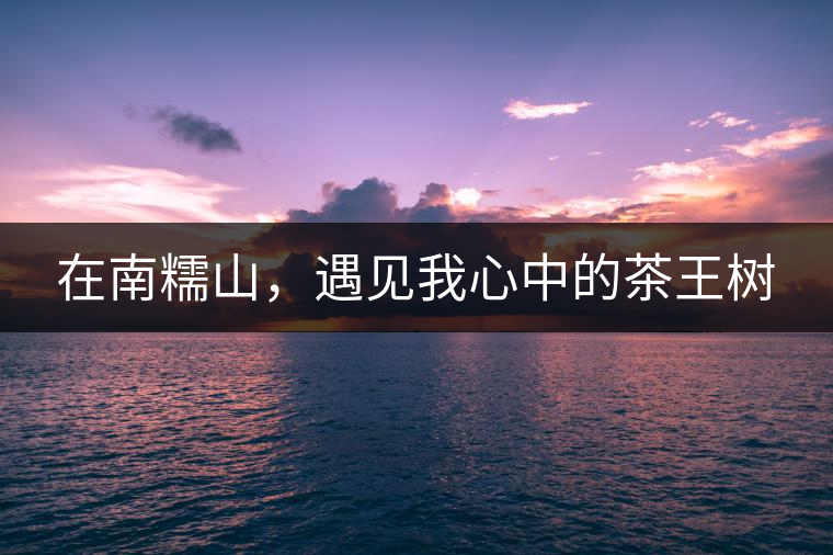 在南糯山，遇見我心中的茶王樹