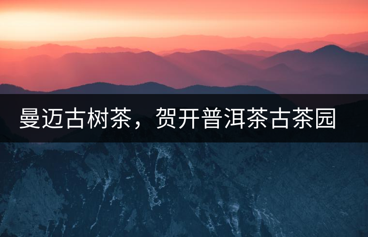 曼邁古樹(shù)茶，賀開(kāi)普洱茶古茶園的華彩綻放