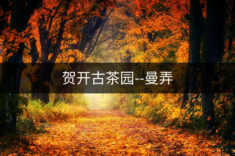 賀開古茶園--曼弄 賀開古茶園--曼弄