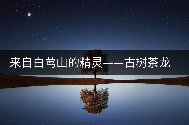 來(lái)自白鶯山的精靈——古樹(shù)茶龍珠 來(lái)自白鶯山的精靈——古樹(shù)茶龍珠