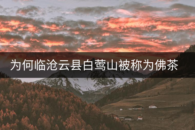 為何臨滄云縣白鶯山被稱為佛茶圣地？