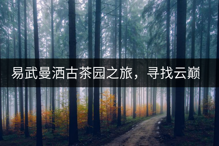 易武曼灑古茶園之旅，尋找云巔上的好茶