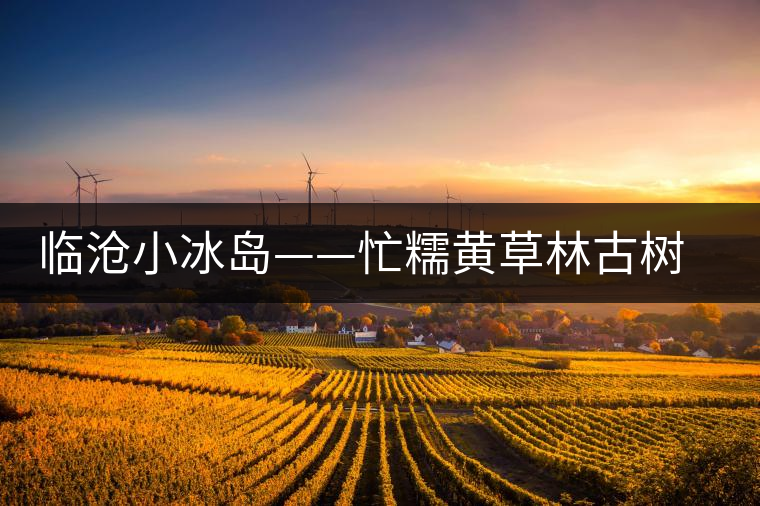 臨滄小冰島——忙糯黃草林古樹(shù)茶 臨滄小冰島——忙糯黃草林古樹(shù)茶