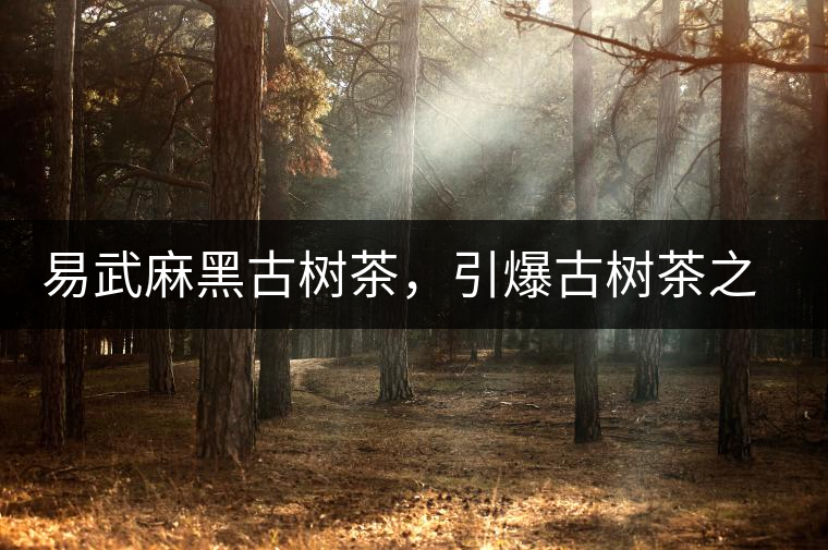 易武麻黑古樹(shù)茶，引爆古樹(shù)茶之功臣