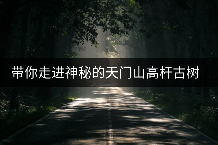 帶你走進(jìn)神秘的天門山高桿古樹茶園