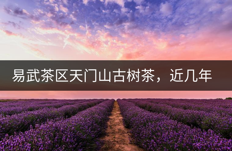 易武茶區(qū)天門山古樹茶，近幾年的熱門山頭