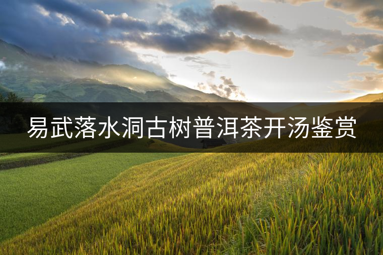 易武落水洞古樹(shù)普洱茶開(kāi)湯鑒賞