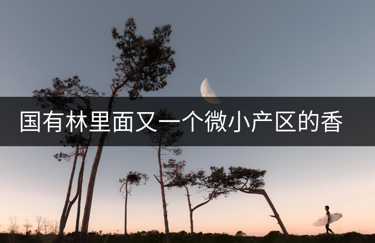 國有林里面又一個微小產(chǎn)區(qū)的香椿林介紹 國有林里面又一個微小產(chǎn)區(qū)的香椿林介紹