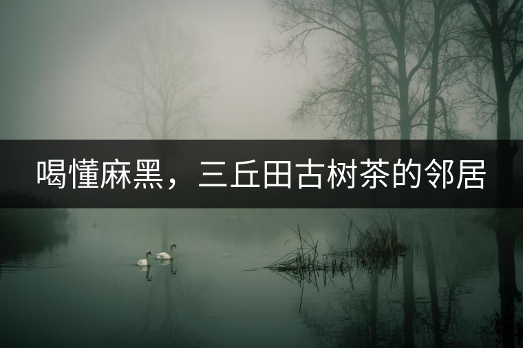 喝懂麻黑，三丘田古樹茶的鄰居