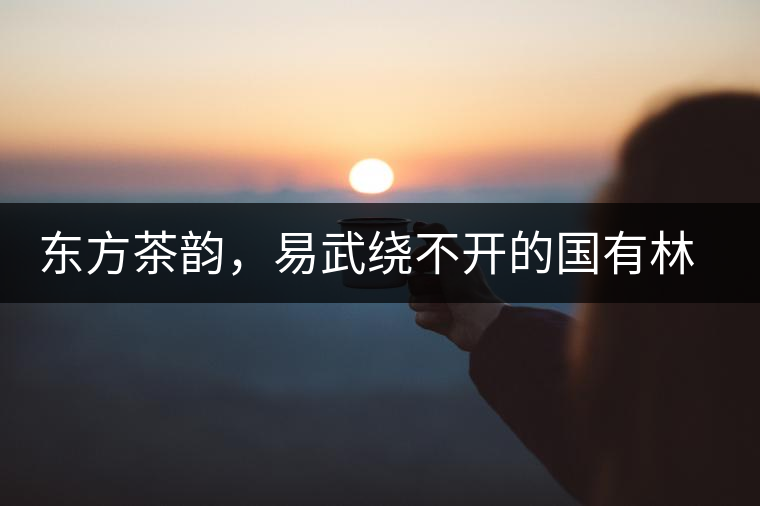 東方茶韻，易武繞不開的國有林刮風(fēng)寨古茶園