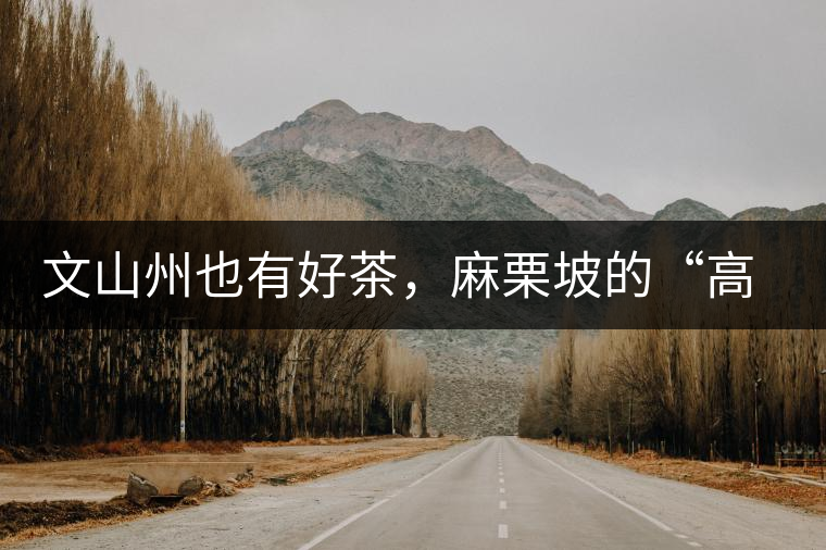 文山州也有好茶，麻栗坡的“高朋”古樹茶