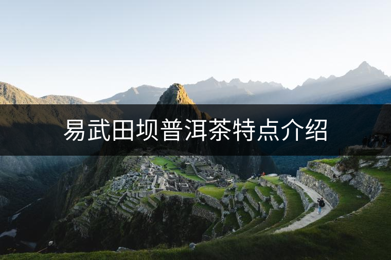 易武田壩普洱茶特點(diǎn)介紹