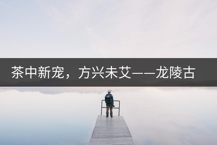 茶中新寵，方興未艾——龍陵古樹茶介紹