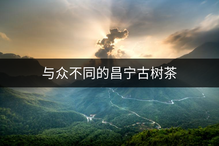 與眾不同的昌寧古樹茶
