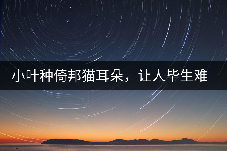 小葉種倚邦貓耳朵，讓人畢生難忘的茶香