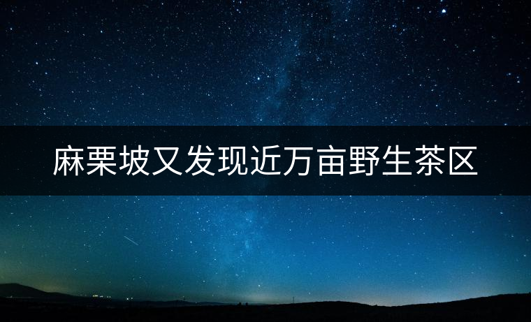 麻栗坡又發(fā)現近萬畝野生茶區(qū)